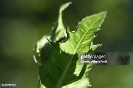 Attēlu rezultāti vaicājumam “Cirsium oleraceum leaf”