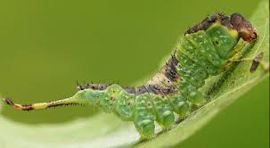 Attēlu rezultāti vaicājumam “Furcula bifida”