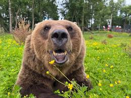 Image result for brown bear