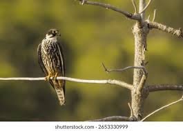 Attēlu rezultāti vaicājumam “Falco subbuteo”