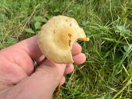 Attēlu rezultāti vaicājumam “Protostropharia alcis”