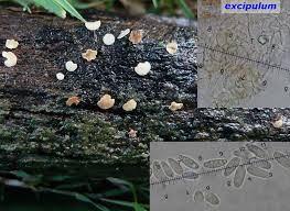 Attēlu rezultāti vaicājumam “Hymenoscyphus imberbis”