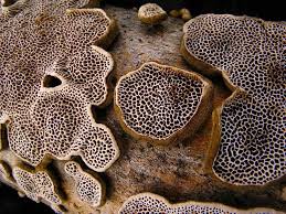 Attēlu rezultāti vaicājumam “Datronia mollis”