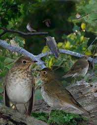 Image result for Catharus ustulatus