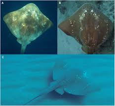 Image result for Megatrygon microps