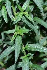 Attēlu rezultāti vaicājumam “Lithospermum officinale leaf”