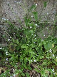 Attēlu rezultāti vaicājumam “Myosotis laxa subsp. baltica leaf”