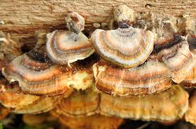 Attēlu rezultāti vaicājumam “Octospora splachnophila”