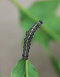 Attēlu rezultāti vaicājumam “Orthosia miniosa”