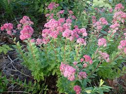Attēlu rezultāti vaicājumam “Hylotelephium telephium flower”