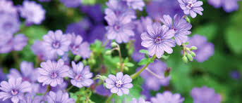 Attēlu rezultāti vaicājumam “Geranium pyrenaicum flower”
