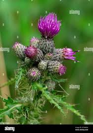 Attēlu rezultāti vaicājumam “Cirsium palustre”