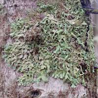 Attēlu rezultāti vaicājumam “Parmelia submontana”