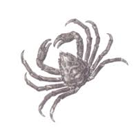 Image result for Hyas coarctatus