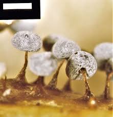 Attēlu rezultāti vaicājumam “Didymium bahiense macro”