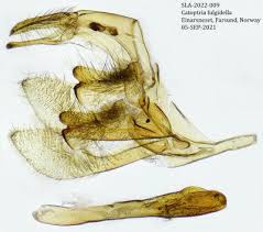 Attēlu rezultāti vaicājumam “Catoptria fulgidella”