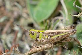 Attēlu rezultāti vaicājumam “Myrmeleotettix maculatus”