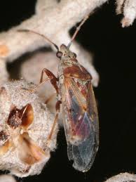 Attēlu rezultāti vaicājumam “Kleidocerys resedae”