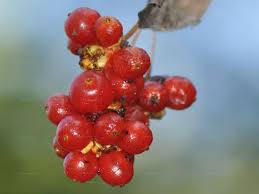 Attēlu rezultāti vaicājumam “Lonicera caprifolium fruit”