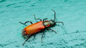 Attēlu rezultāti vaicājumam “Anthocomus rufus”