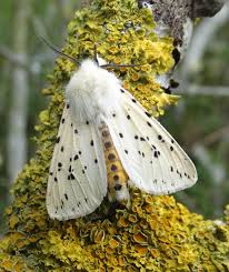 Attēlu rezultāti vaicājumam “Spilosoma lubricipeda”