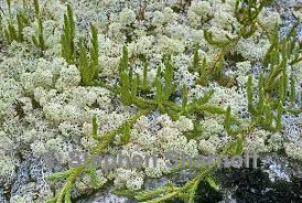 Attēlu rezultāti vaicājumam “Cladonia stellaris”