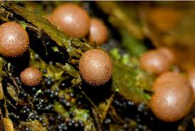 Attēlu rezultāti vaicājumam “Lycogala sp.”