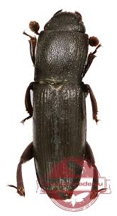 Attēlu rezultāti vaicājumam “Nitidulidae”