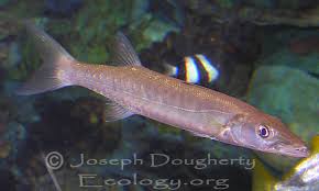 Image result for Sphyraena barracuda