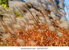 Attēlu rezultāti vaicājumam “Gramineae”