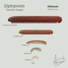 Attēlu rezultāti vaicājumam “Diplopoda”