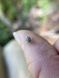 Attēlu rezultāti vaicājumam “Eupteryx vittata”