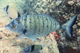 Image result for Diplodus