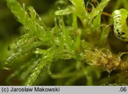 Attēlu rezultāti vaicājumam “Sanionia uncinata”