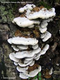 Attēlu rezultāti vaicājumam “Bjerkandera fumosa”