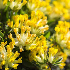 Attēlu rezultāti vaicājumam “Anthyllis vulneraria”