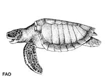Image result for Lepidochelys olivacea