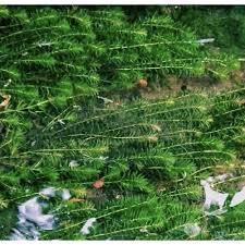 「水蘊草」的圖片搜尋結果