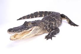 Image result for Alligator mississippiensis