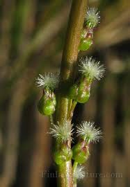 Attēlu rezultāti vaicājumam “Triglochin palustre”