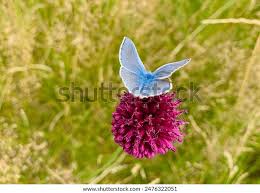 Attēlu rezultāti vaicājumam “Lycaeniinae”