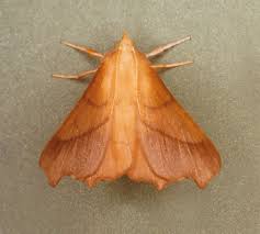 Attēlu rezultāti vaicājumam “Ennomos autumnaria male”