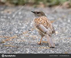 Attēlu rezultāti vaicājumam “Prunella modularis adult”