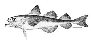 Image result for Arctogadus glacialis