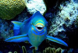 Image result for Seaham Sub Aqua Club