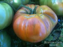 Afbeeldingsresultaat voor 1884 purple tomato