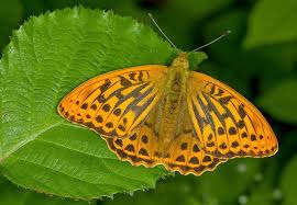 Attēlu rezultāti vaicājumam “Argynnis paphia larva”