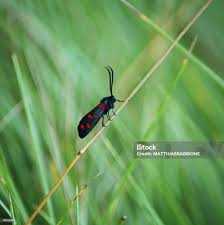 Attēlu rezultāti vaicājumam “Zygaena sp.”
