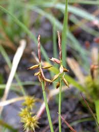 Attēlu rezultāti vaicājumam “Carex pauciflora”