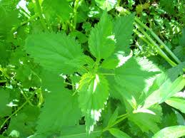 Attēlu rezultāti vaicājumam “Urtica dioica leaf”